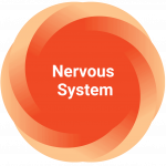 Nervous-System